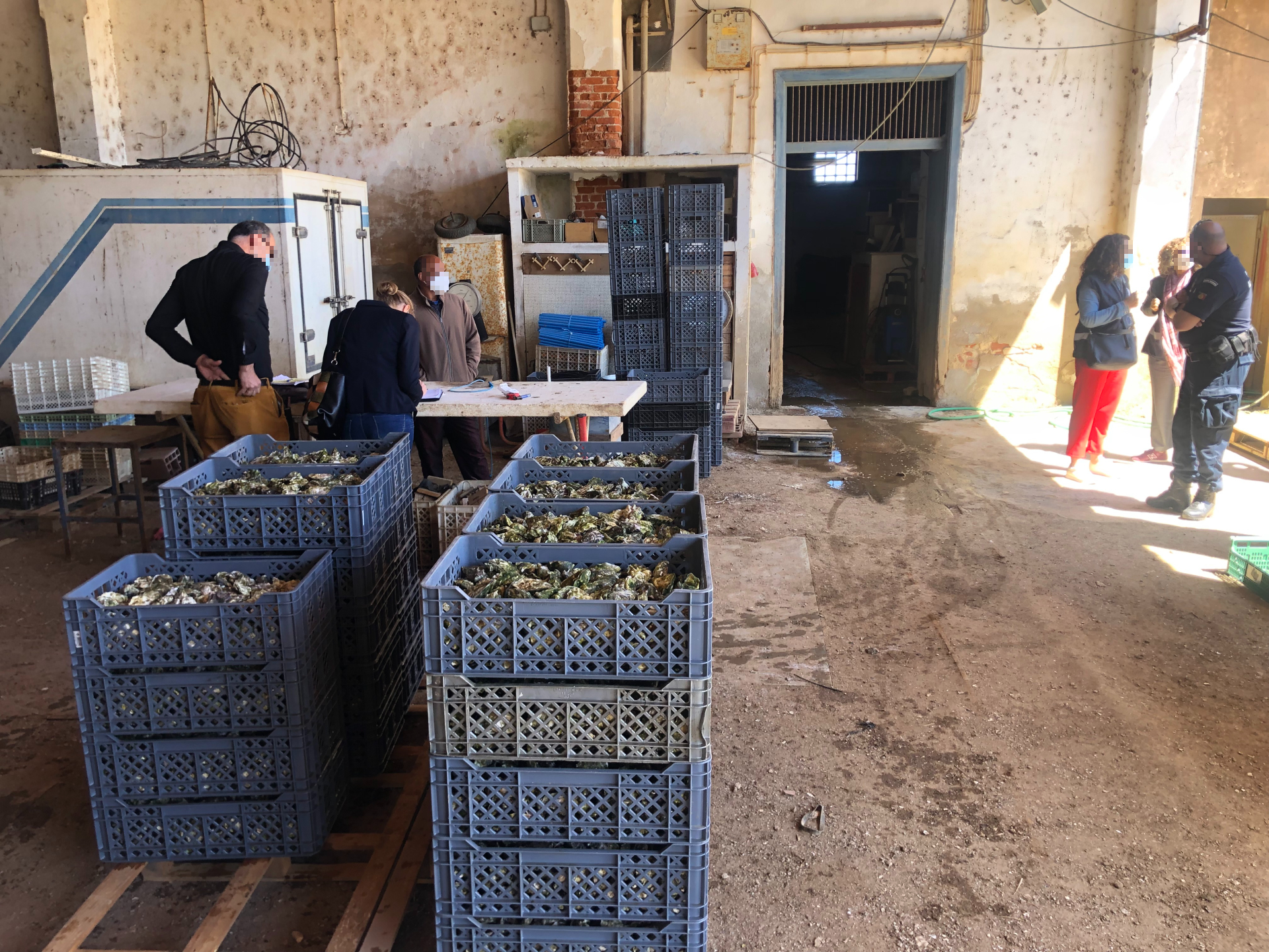 Ação de fiscalização em viveiros