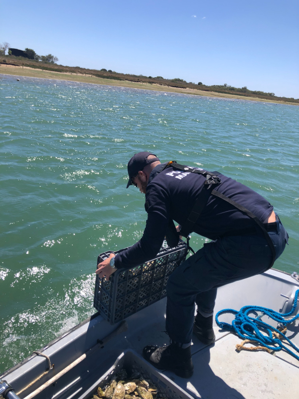 Elemento da Polícia Marítima devolve ostras ao seu habitat natural